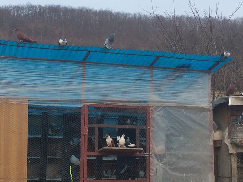  - 001 prima ieșire 2017