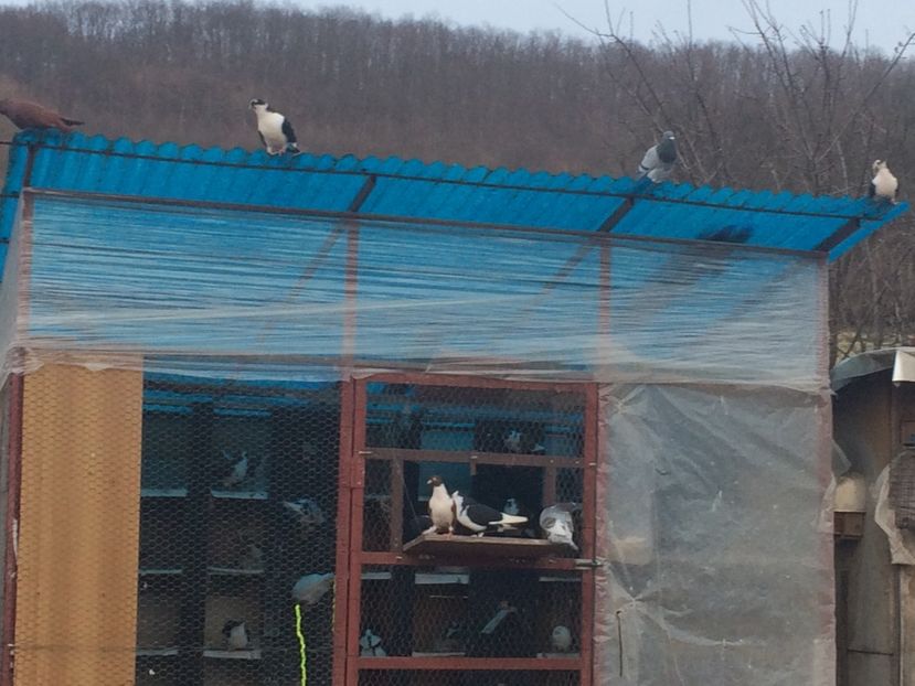  - 001 prima ieșire 2017