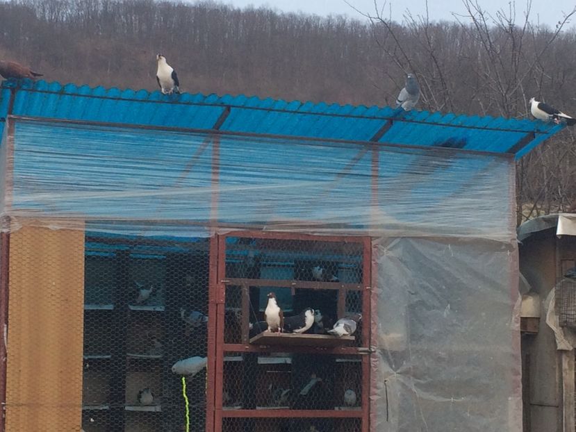  - 001 prima ieșire 2017