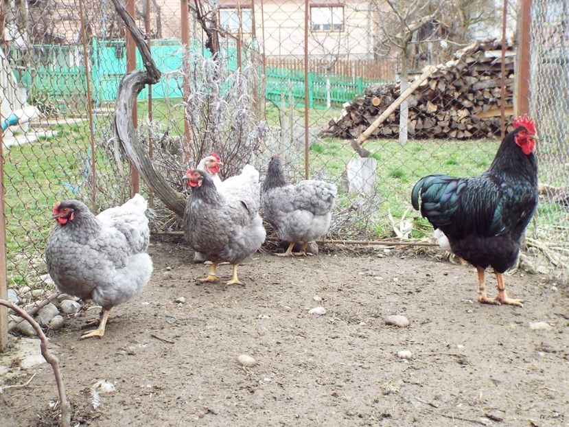  - 5 Plymouth albastru 2015-2022 arhiva