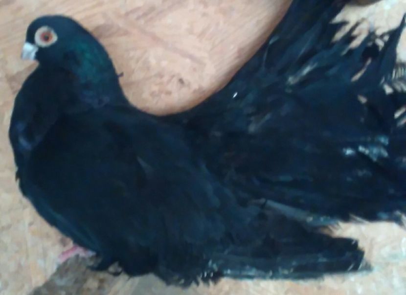 veteranu 1 - Negri trenati de Bucuresti