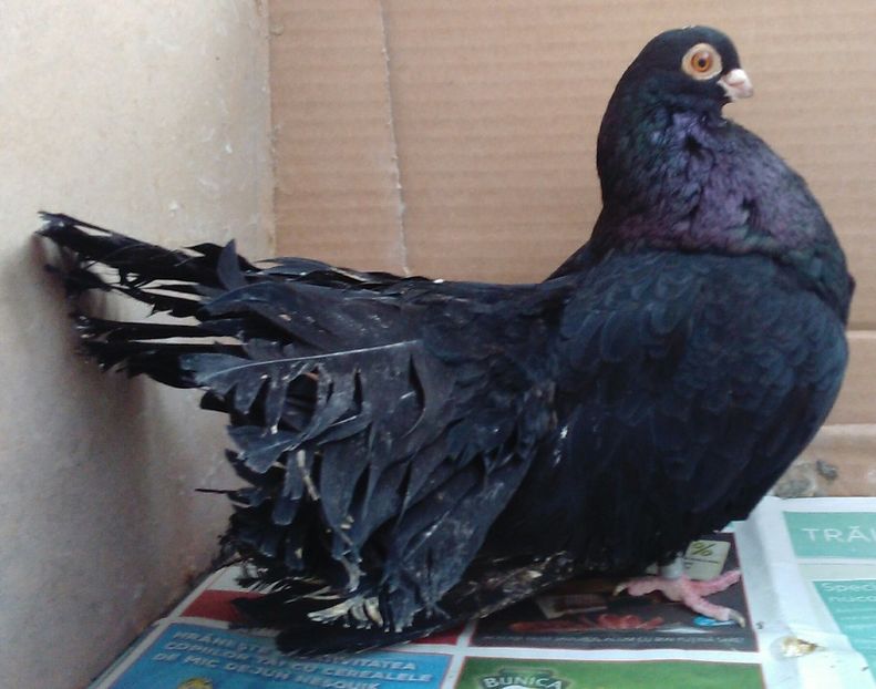  - Negri trenati de Bucuresti