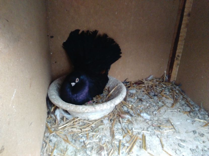 m '14 - Negri trenati de Bucuresti