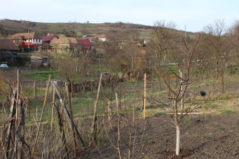 Cires de iunie plantat in 2012 - Ciresi