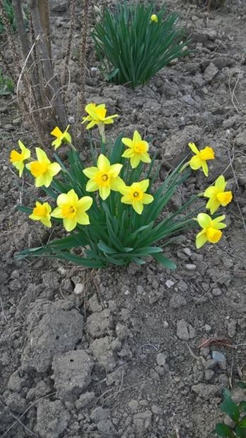 FB_20170325_20_46_53_Saved_Picture - flori 2017