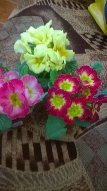 FB_20170325_20_47_15_Saved_Picture - flori 2017