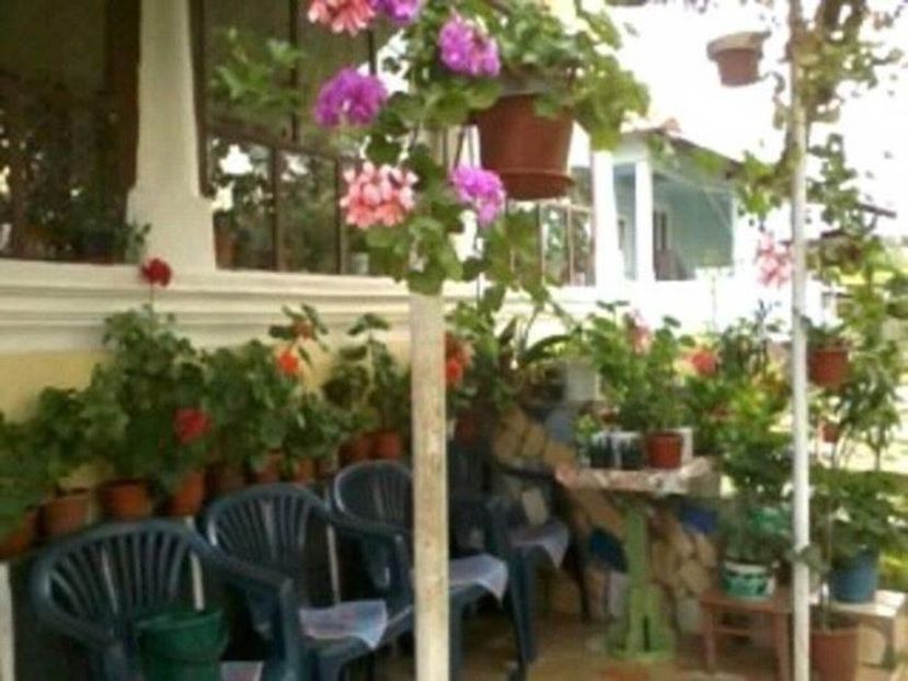 FB_20170325_20_47_50_Saved_Picture - flori 2017