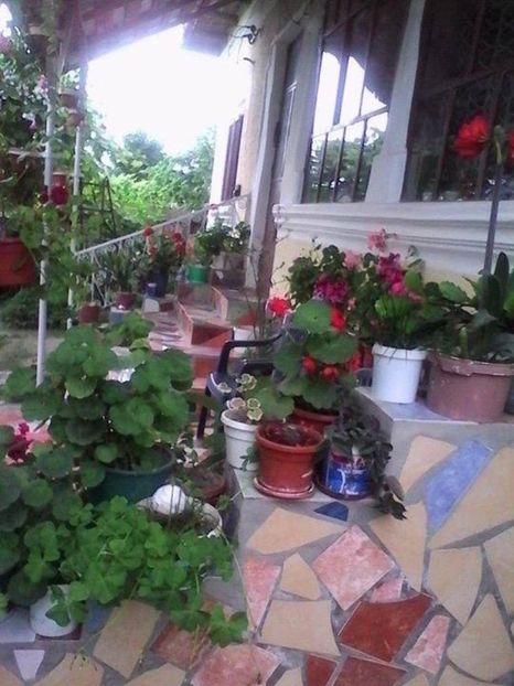 FB_20170325_20_48_01_Saved_Picture - flori 2017