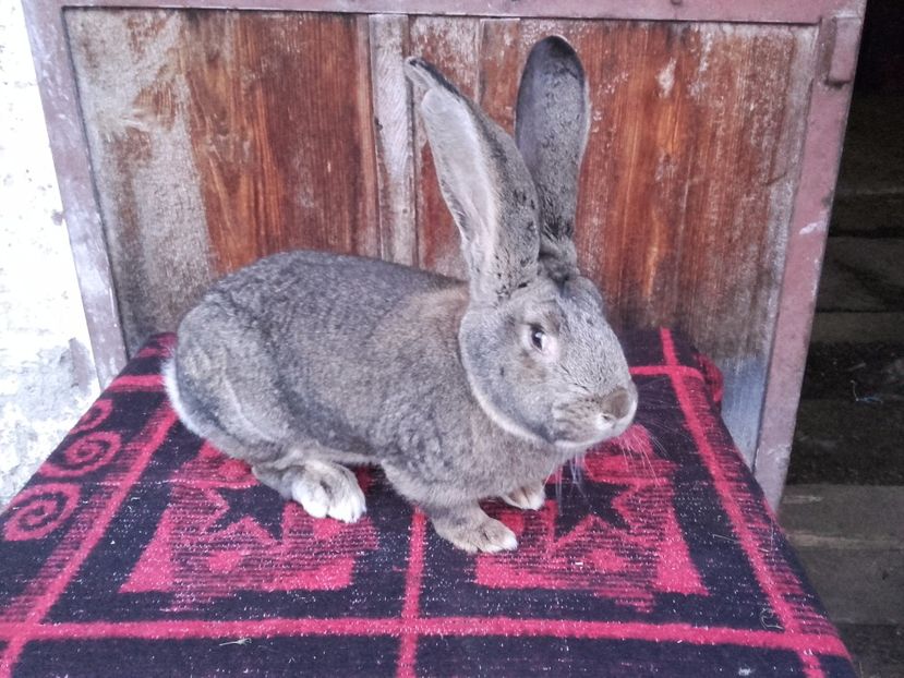  - Femela Urias German Gri 3