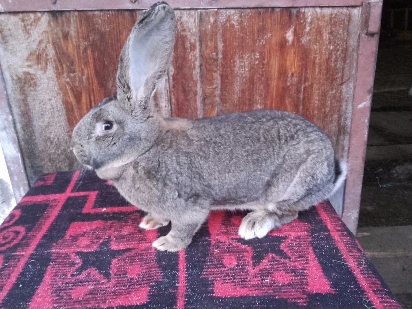  - Femela Urias German Gri 3