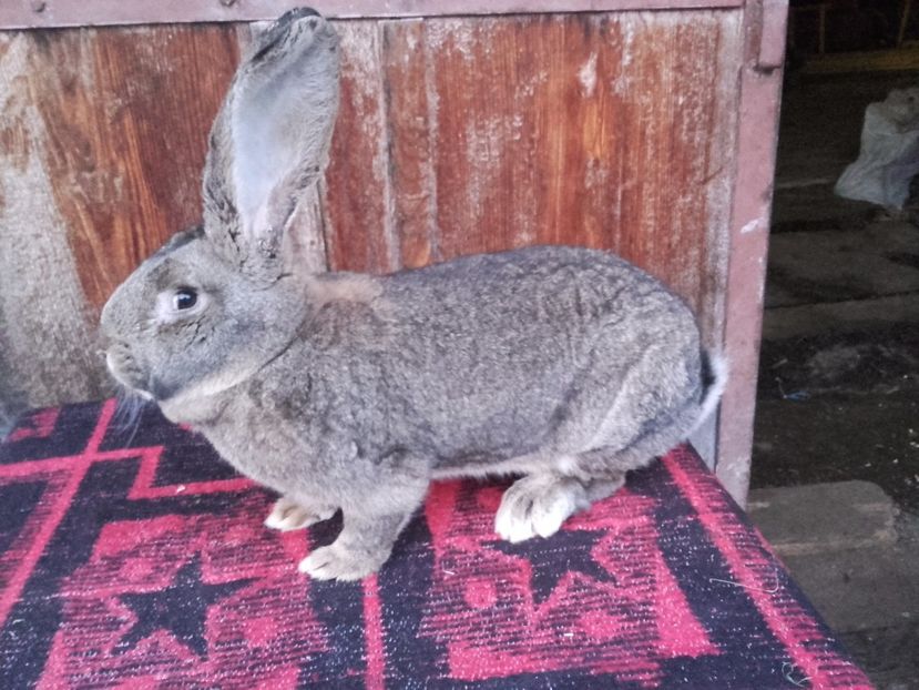  - Femela Urias German Gri 3