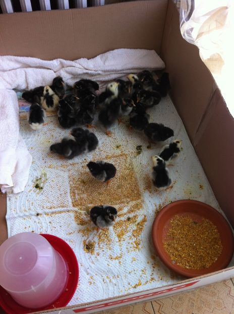 image - wyandotte argintiu