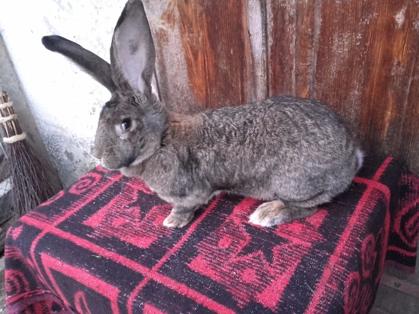  - Femela Urias German Gri 4- 96 p