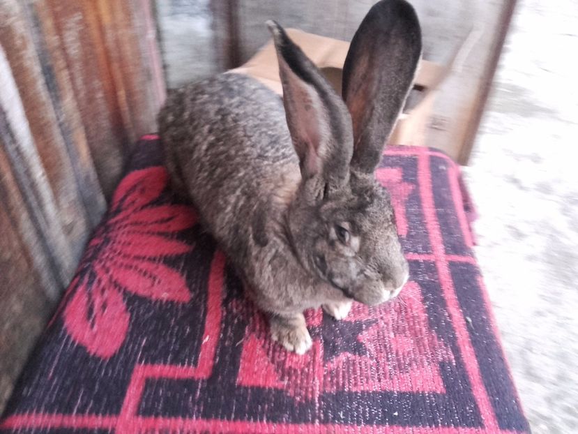  - Femela Urias German Gri 4- 96 p