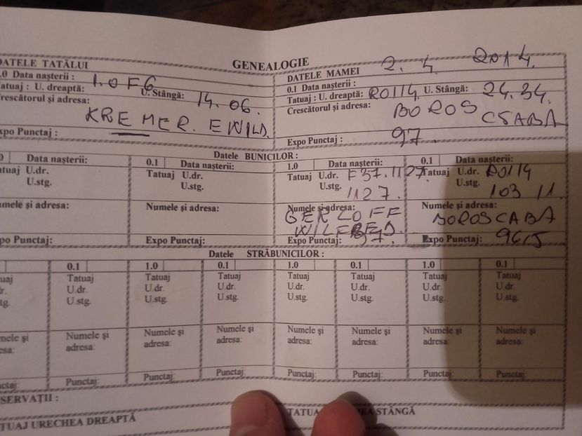  - Femela Urias German Gri 4- 96 p