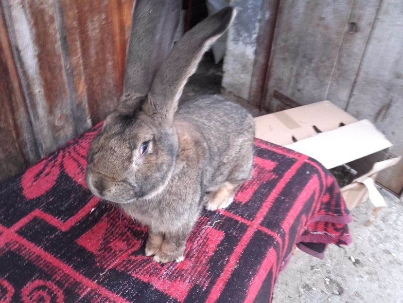  - Mascul Urias German Gri 3