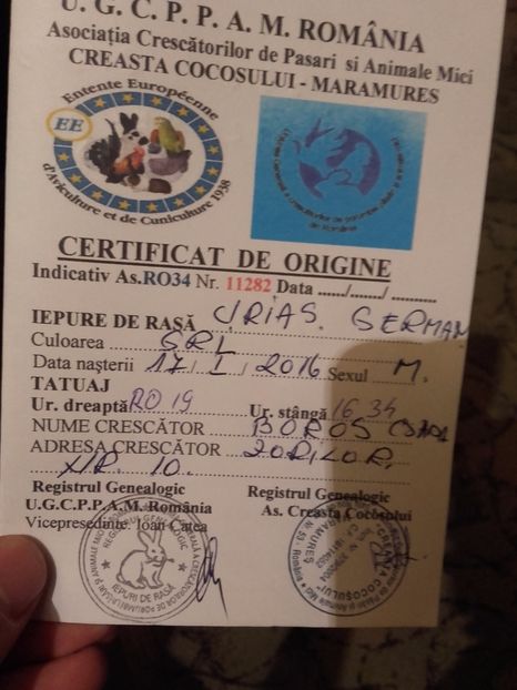  - Mascul Urias German Gri 3