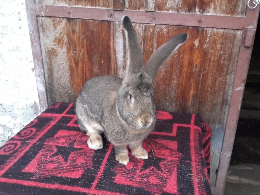  - Femela Urias German Gri 5