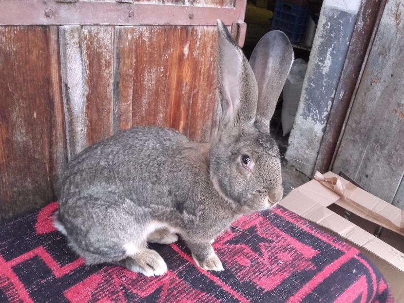  - Femela Urias German Gri 5