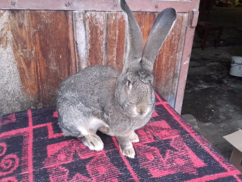  - Femela Urias German Gri 5