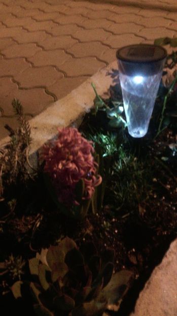  - Flori de gradina 2017