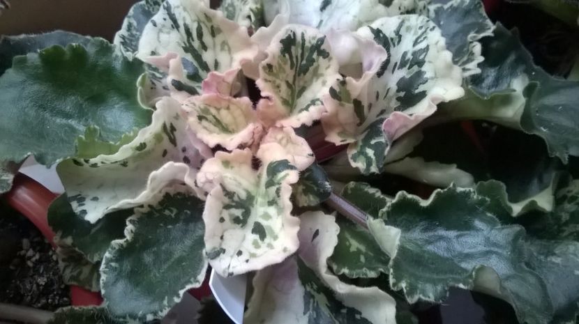  - Willodene de la Magda