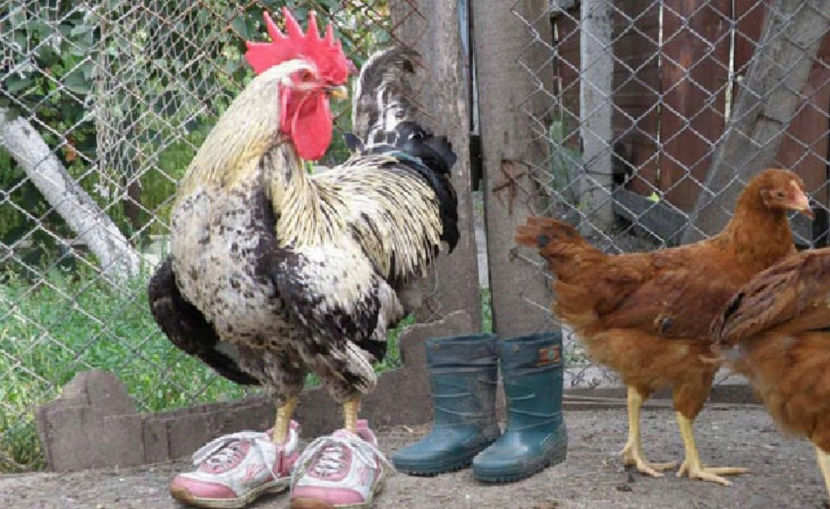 cocoșul încălțat "3in1" - NATURA ȘI SURPRIZELE EI