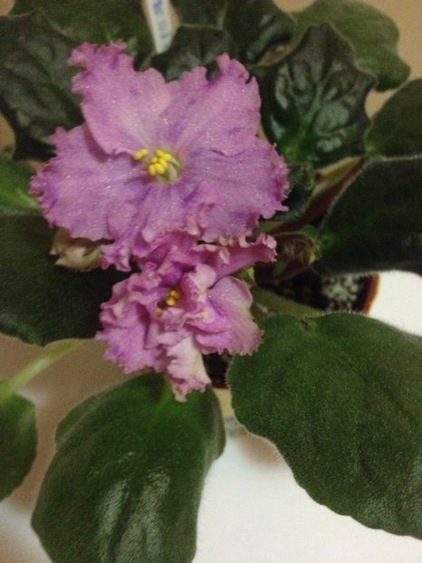 image - violete
