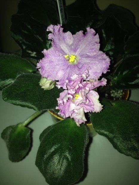 image - violete