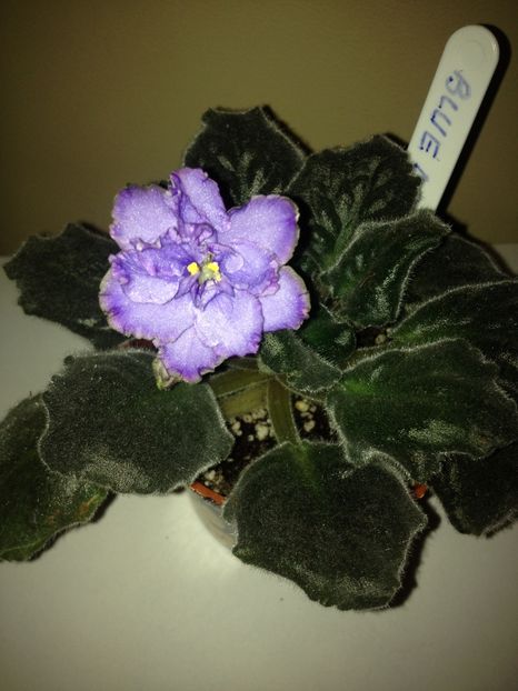 image - violete