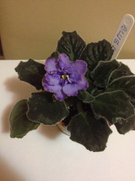 image - violete