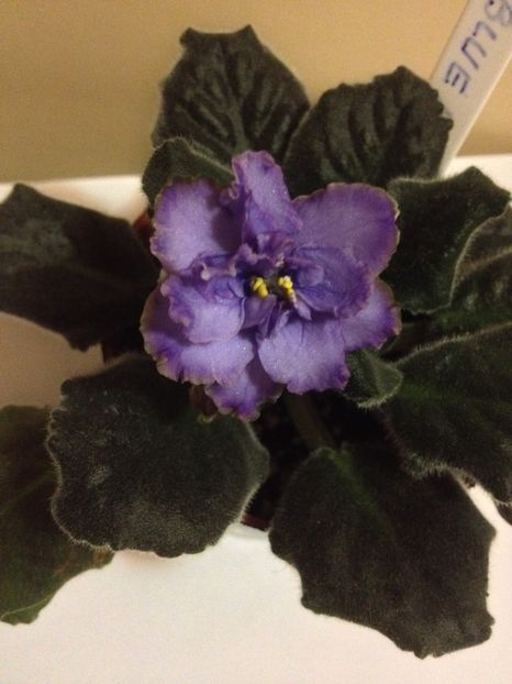 image - violete