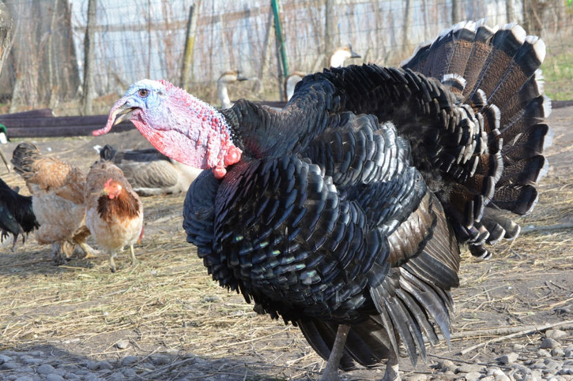 fuse si se duse - D - CURCI