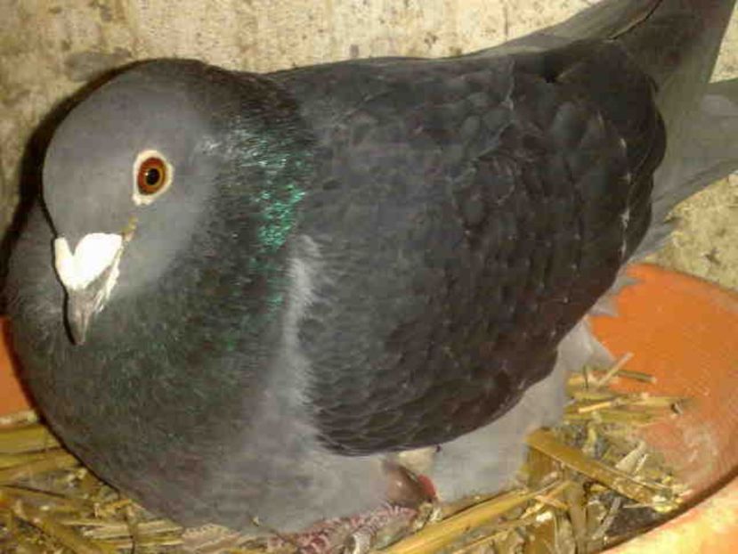 - Pui 2017-2018 -2019-2020 -2021-matca-doici-vind aproape tot lotul