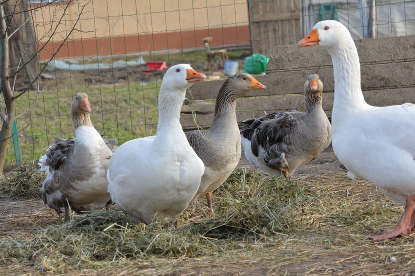 formand o mare familie fericita - B6 - Consideratii personale asupra monogamiei gastelor