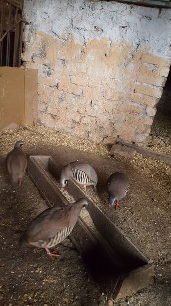  - 008Potarnichie de stanca 4