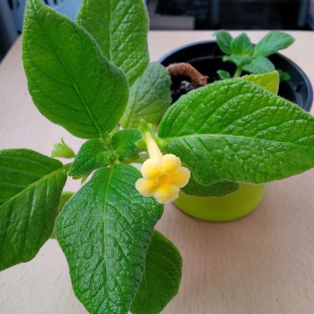 Martie 2017 - TROPICAL TOPAS