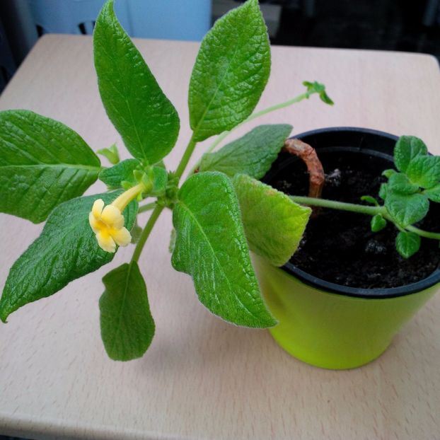 Martie 2017 - TROPICAL TOPAS