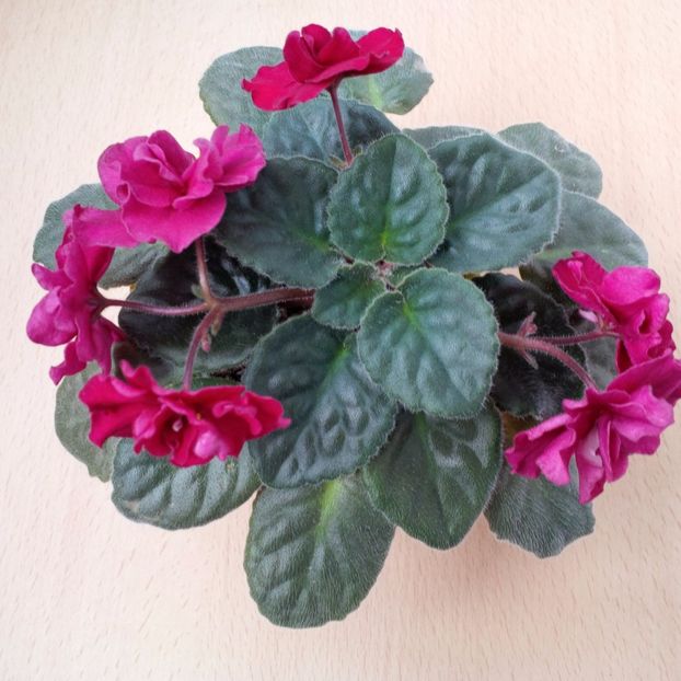 Martie 2017 - TOMAHAWK