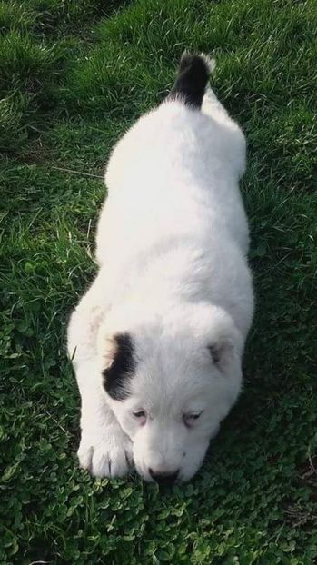 received_1276252539119557 - asia centrala