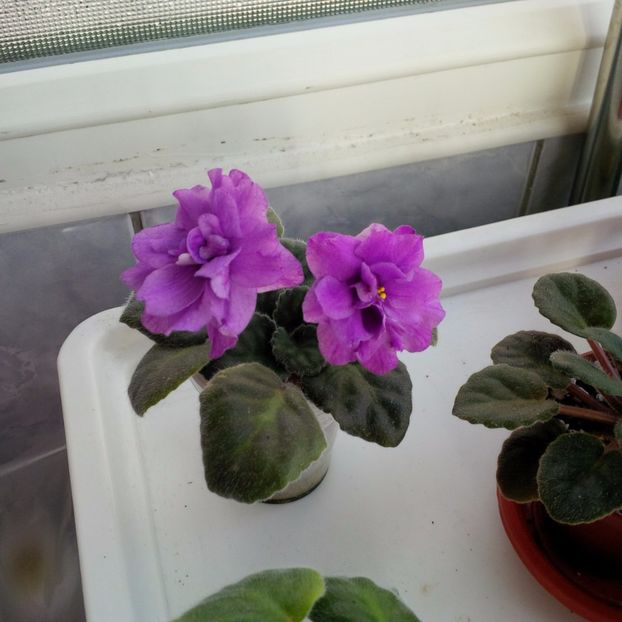 Decembrie 2016 - ESKIMO KISSES