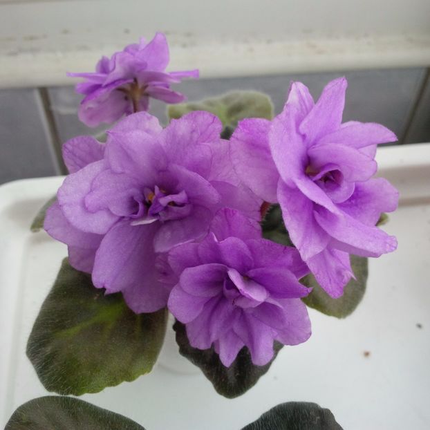 Decembrie 2016 - ESKIMO KISSES