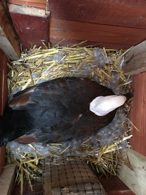 Mam pus la clocit nu deranjati  23 -03 2017 - Califari Paradis