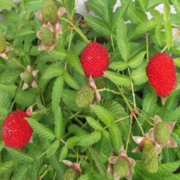 capsun_zmeur - Zmeur - Capsun Rubus Illecebrosus