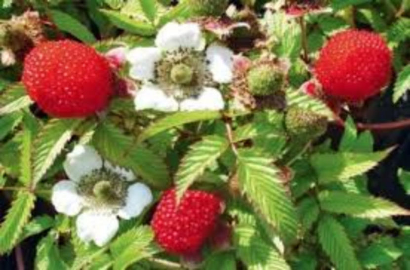  - Zmeur - Capsun Rubus Illecebrosus