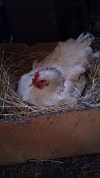 Closca 1 - Closte 2017