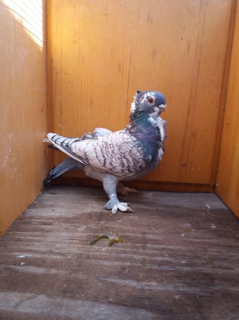 40 lei - Fosti porumbei