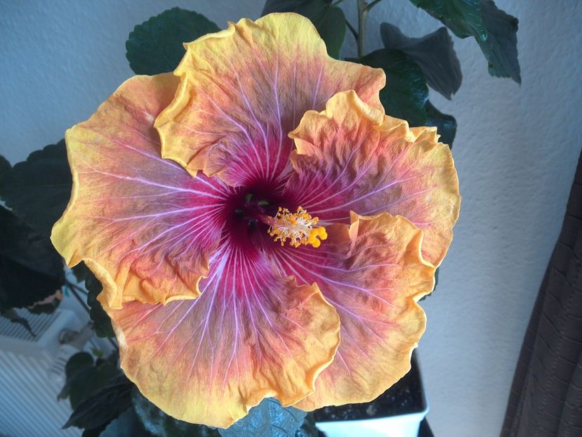 WIN_20170325_142515 - Jolanda Gommer