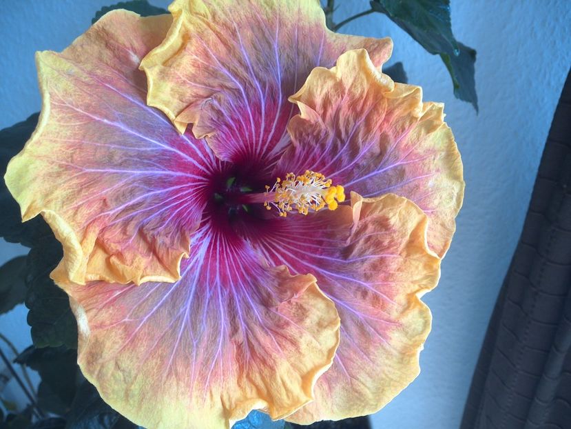 WIN_20170325_142614 - Jolanda Gommer