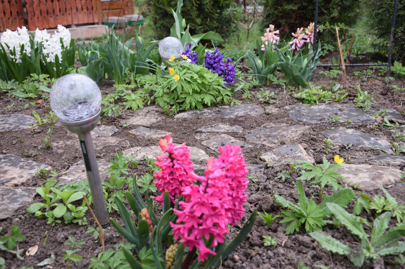 Zambile Jan Boss - 2017_Martie_Gradina Rozelor